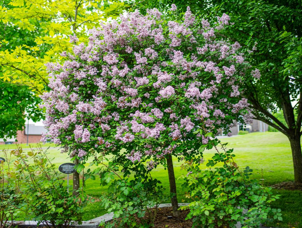 Jardins Commémoratifs